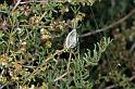 Argiope_trifasciata_D3248_Z_85_Valle Gran Rey_Spanje